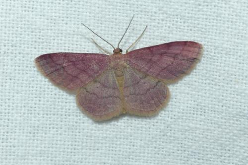 Réf. 190 321 : Scopula rubiginata